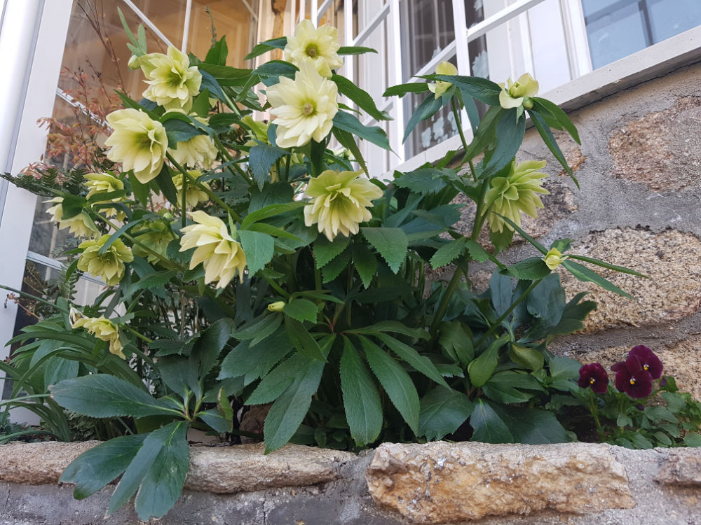 Planta adecuada para el lugar adecuado