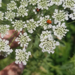 Plagas y enfermedades de los jardines y huertos; “Companion planting” o siembra asociada