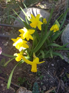 Narcissus 'Tete a tete'