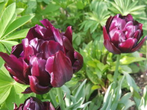 Tulipa 'Black hero'