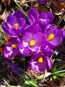 Crocus 'Flower record'