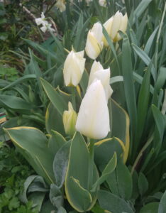 Tulipa 'Purissima design'