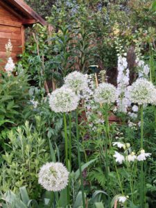 Allium 'Mount Everest'