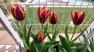 Tulip Slawa