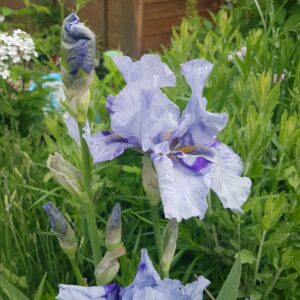 Iris 'Gnu blue'